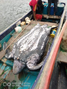 Leatherback Sea Turtle Captured 